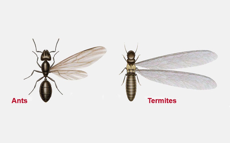 Ants versus Termites