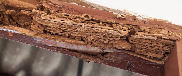 Termite damage to wood